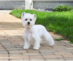 Small Photo #1 Schnauzer (Miniature) Puppy For Sale in SYRACUSE, IN, USA
