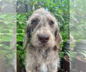 Labradoodle Puppy for sale in PEMBROKE, GA, USA
