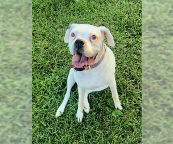 Medium Photo #3 American Pit Bull Terrier-Unknown Mix Puppy For Sale in Germantown, OH, USA