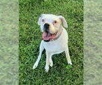 Small #2 American Pit Bull Terrier Mix
