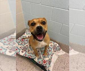 Mutt Dogs for adoption in Brighton, CO, USA