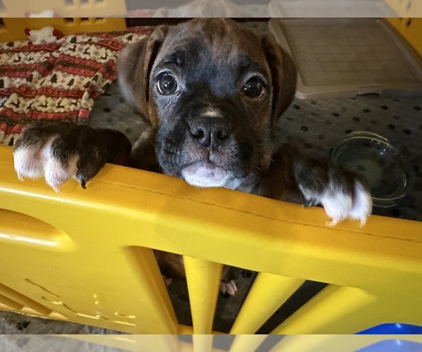 Medium Photo #1 Boxer Puppy For Sale in OLD FIELDS, WV, USA