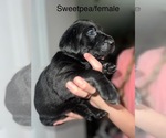 Puppy Sweet Pea Labrador Retriever