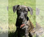 Small #2 American Pit Bull Terrier-Labrador Retriever Mix
