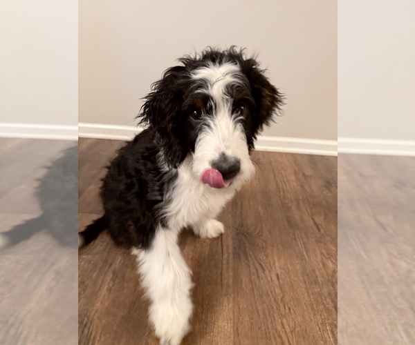 Medium Photo #1 Bernedoodle Puppy For Sale in CANAL WINCHESTER, OH, USA