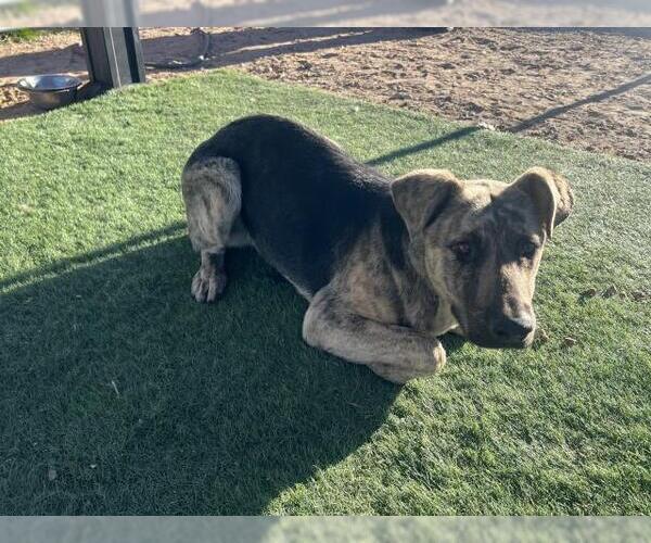 Medium Photo #1 German Shepherd Dog-Unknown Mix Puppy For Sale in HESPERIA, CA, USA