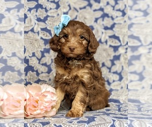 Miniature Bernedoodle-Poodle (Miniature) Mix Puppy for sale in KIRKWOOD, PA, USA
