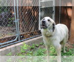 Small #2 Anatolian Shepherd