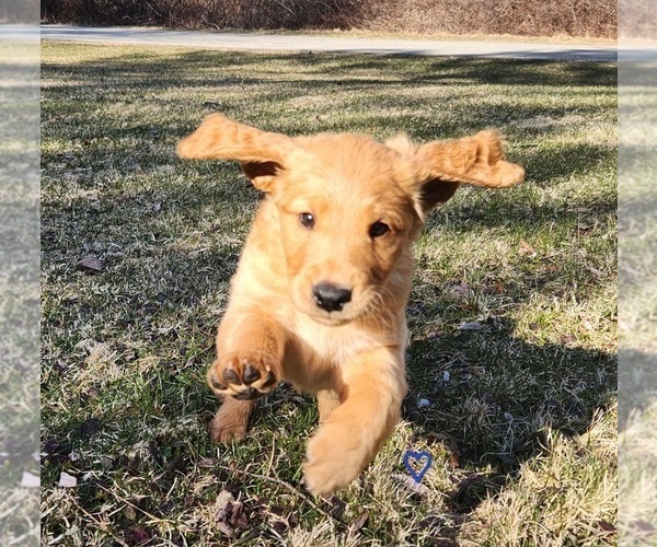 Medium Photo #2 Golden Retriever Puppy For Sale in THOMASTON, ME, USA