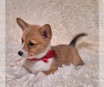 Small #3 Pembroke Welsh Corgi