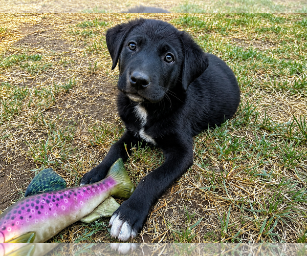 Medium Photo #1 Labrador Retriever-Unknown Mix Puppy For Sale in Clovis, CA, USA