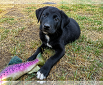 Small Labrador Retriever Mix