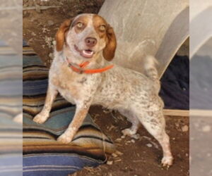 Beagle-Unknown Mix Dogs for adoption in Minneapolis, MN, USA
