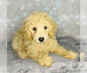 Poodle (Miniature) Puppy for sale in CINCINNATI, OH, USA