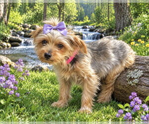 Mutt Dogs for adoption in Bon Carbo, CO, USA