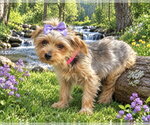 Sydney - Female Mutt Dog for Adoption - Small photo