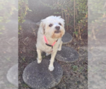 Small #2 Maltese Mix