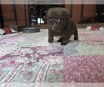 Puppy Dove Pug
