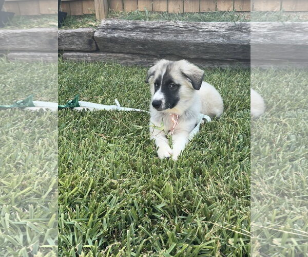 Medium Photo #3 Siberian Husky Puppy For Sale in Carrollton, TX, USA