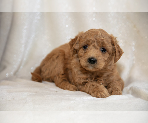 Medium Photo #7 Goldendoodle (Miniature) Puppy For Sale in LEOLA, PA, USA
