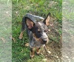 Small Photo #3 Australian Cattle Dog Puppy For Sale in SYLMAR, CA, USA