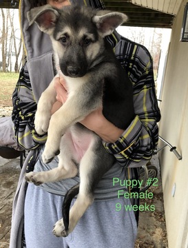 Medium Photo #11 German Shepherd Dog Puppy For Sale in BARTLETTSVILLE, IN, USA