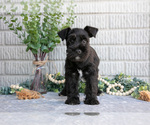 Small Photo #18 Schnauzer (Miniature) Puppy For Sale in BALTIC, OH, USA