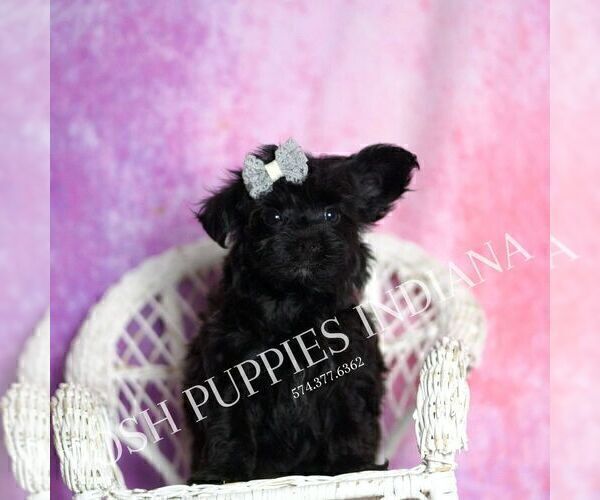 Medium Photo #3 Yorkipoo Puppy For Sale in WARSAW, IN, USA