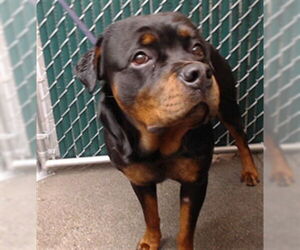 Rottweiler Dogs for adoption in Downey, CA, USA