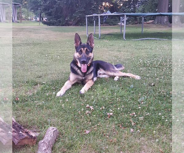 Medium Photo #1 German Shepherd Dog Puppy For Sale in BURTON CITY, OH, USA