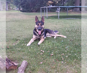 Father of the German Shepherd Dog puppies born on 10/19/2025