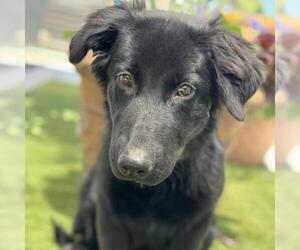 Mutt Dogs for adoption in San Diego, CA, USA
