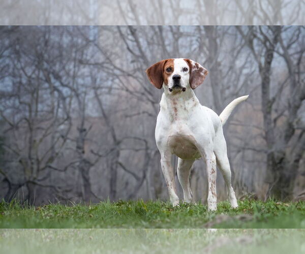 Medium Photo #3 Mutt Puppy For Sale in Bardstown, KY, USA