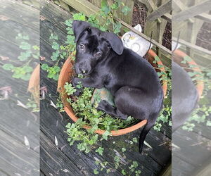 Labrador Retriever-Unknown Mix Dogs for adoption in Brewster, NY, USA