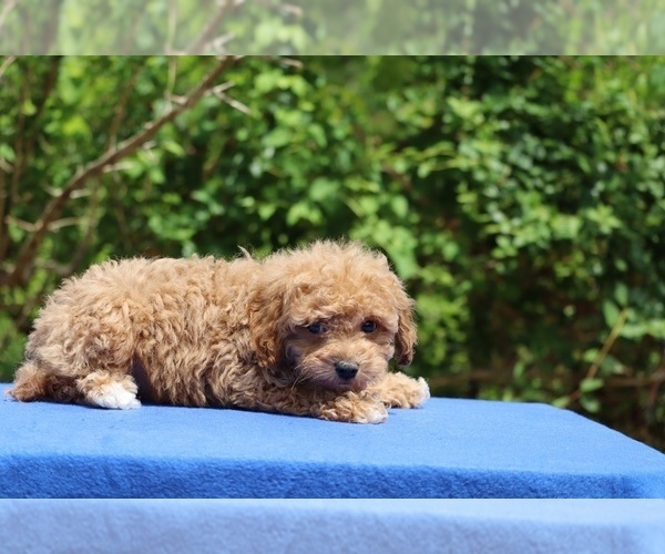 Medium Photo #40 Poodle (Toy) Puppy For Sale in DYERSBURG, TN, USA
