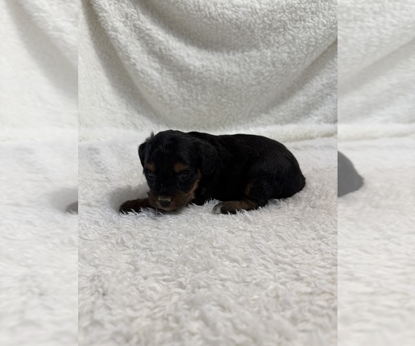 Medium Photo #15 Cavapoo mix (+ Poodle Miniature) Puppy For Sale in MUNFORDVILLE, KY, USA
