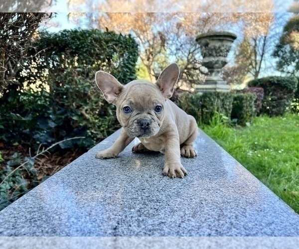 Medium Photo #140 French Bulldog Puppy For Sale in HAYWARD, CA, USA