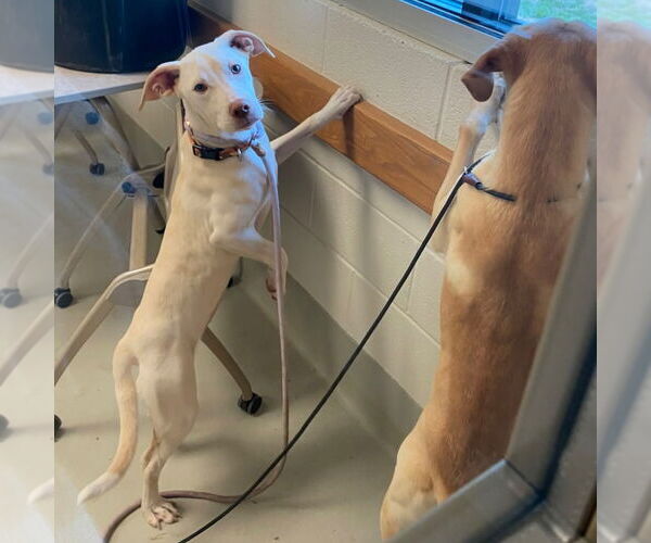 Medium Photo #2 Labrador Retriever-Unknown Mix Puppy For Sale in Canton, CT, USA