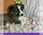 Small #7 Border-Aussie
