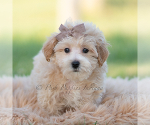Medium Maltipoo (Miniature)