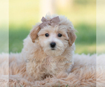 Puppy Archie Maltipoo (Miniature)