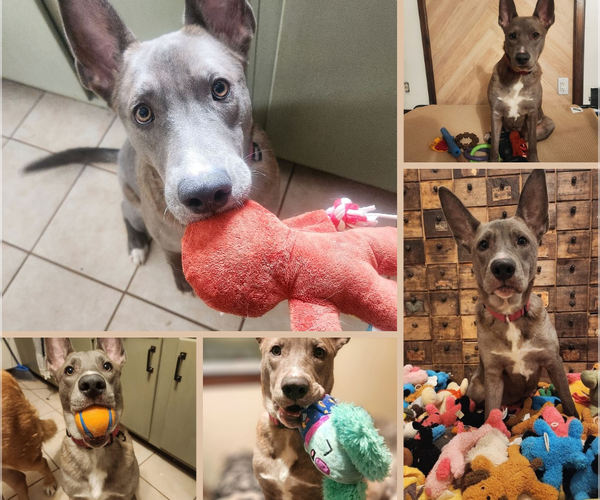 Medium Photo #7 Mutt Puppy For Sale in New London, WI, USA