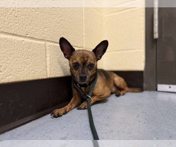 Medium Photo #2 Chihuahua-Unknown Mix Puppy For Sale in Fort Collins, CO, USA