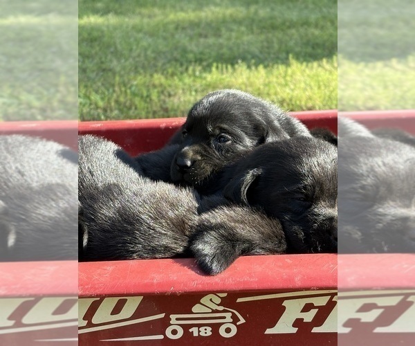 Medium Photo #4 Labrador Retriever Puppy For Sale in ROCKMART, GA, USA