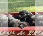 Small #3 Labrador Retriever