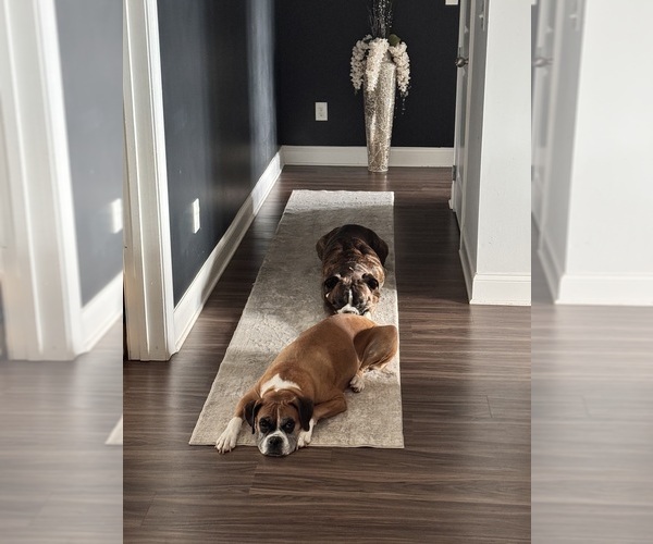 Medium Photo #1 Boxer Puppy For Sale in FAYETTEVILLE, GA, USA