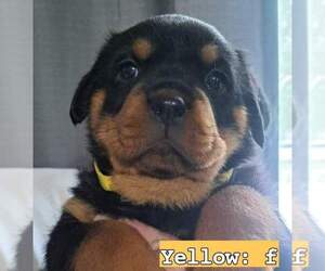 Rottweiler Puppy for sale in BONAPARTE, IA, USA
