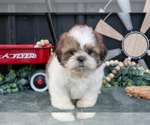 Medium Photo #7 Shih Tzu Puppy For Sale in CLARE, MI, USA