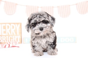 YorkiePoo Puppy for sale in NAPLES, FL, USA