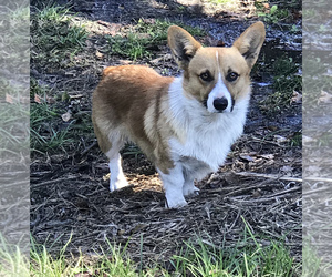 Father of the Pembroke Welsh Corgi puppies born on 11/22/2021